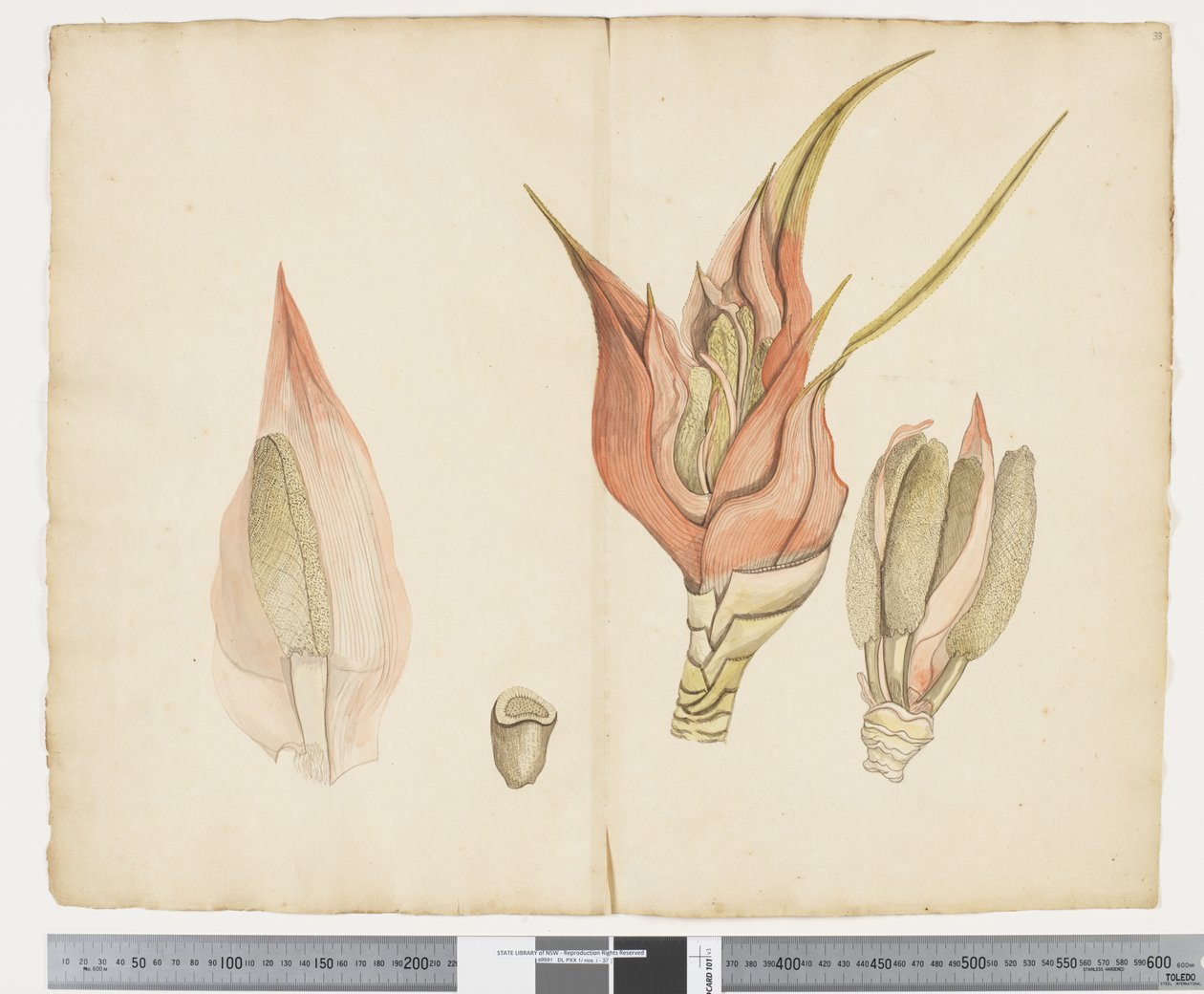 Freycinetia baueriana (c.1790-95) da John (attr. to) Doody