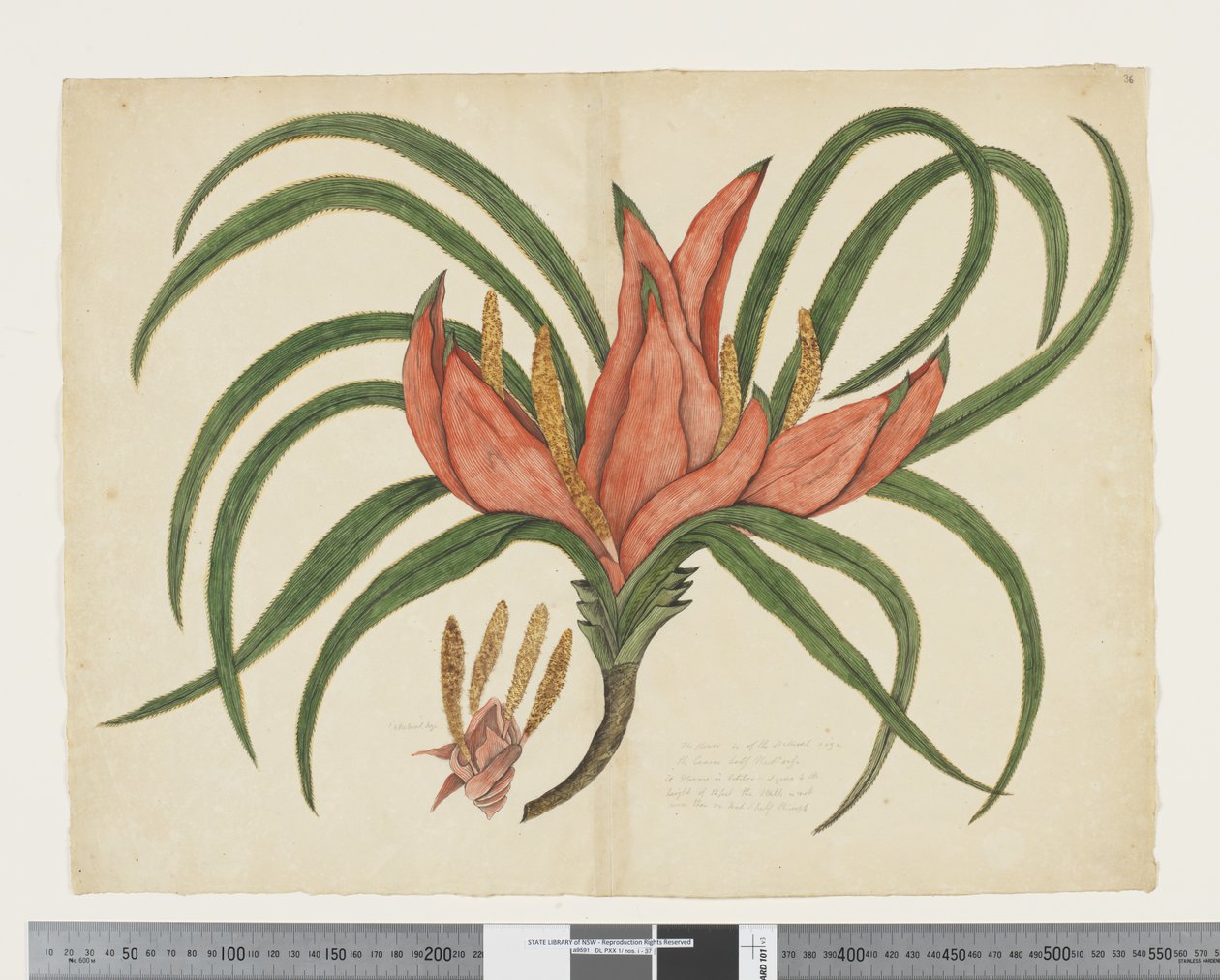 F.36 Freycinetia baueriana, c.1790-95 da John (attr. to) Doody