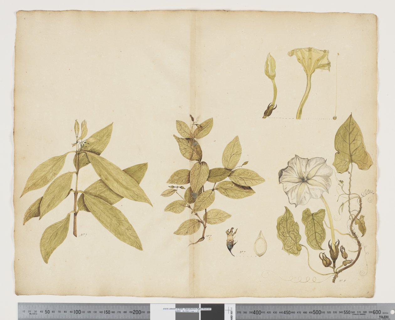 Wickstroemia Australis; Ipomea da John (attr. to) Doody