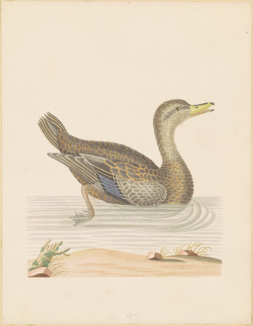 Anatra roana da John Abbot