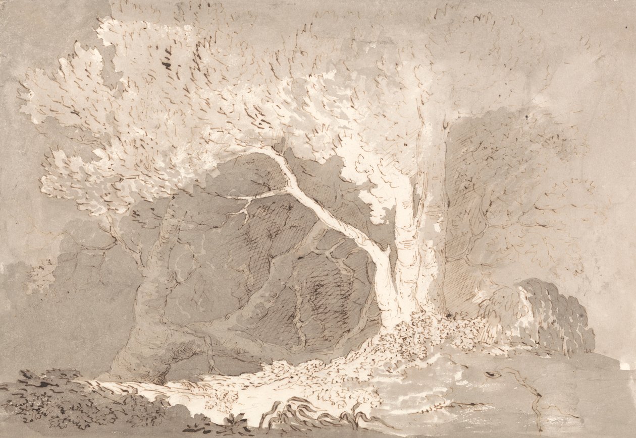 Studio di un albero da John Baverstock Knight