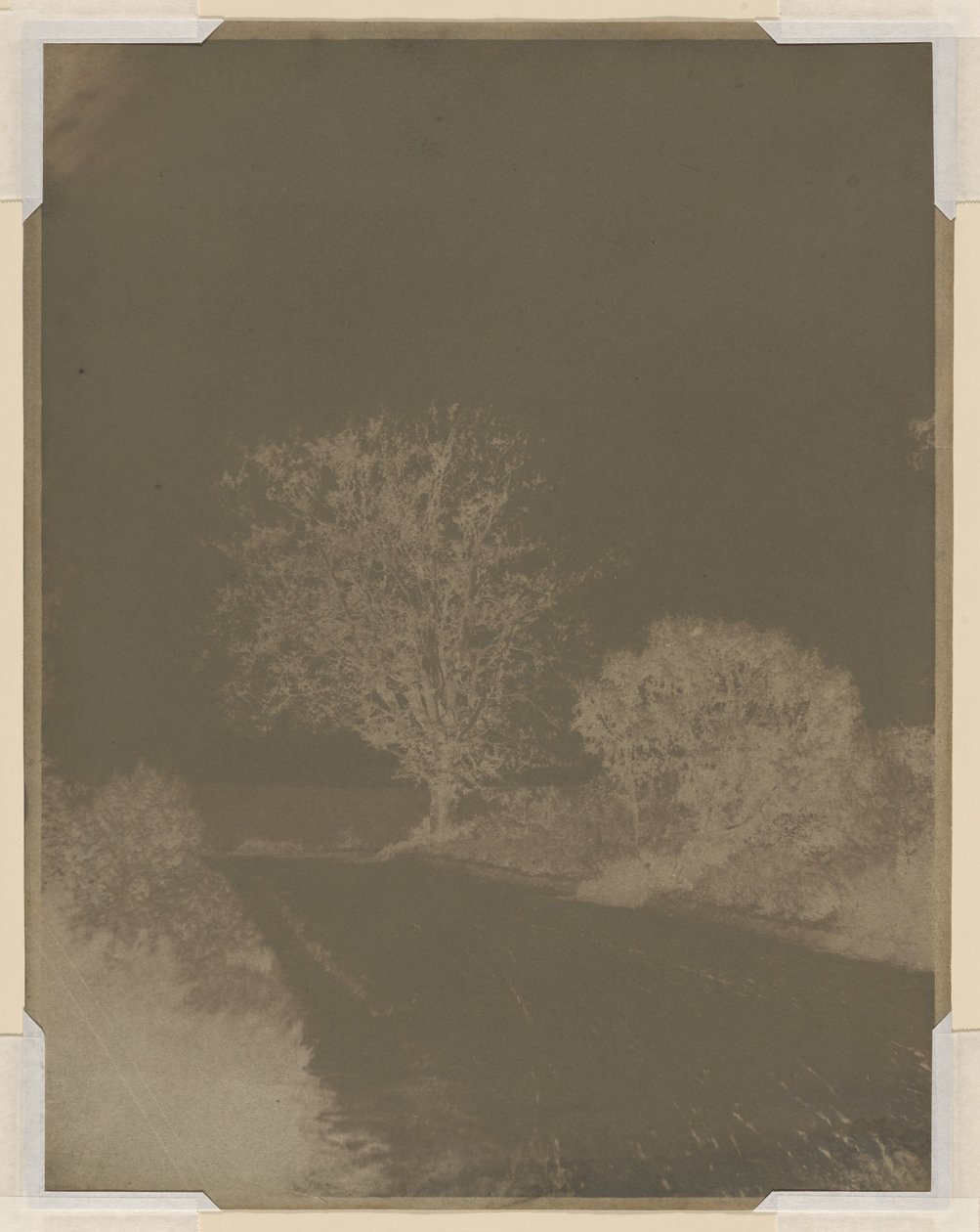 Albero sul ciglio della strada da John Beasley Greene