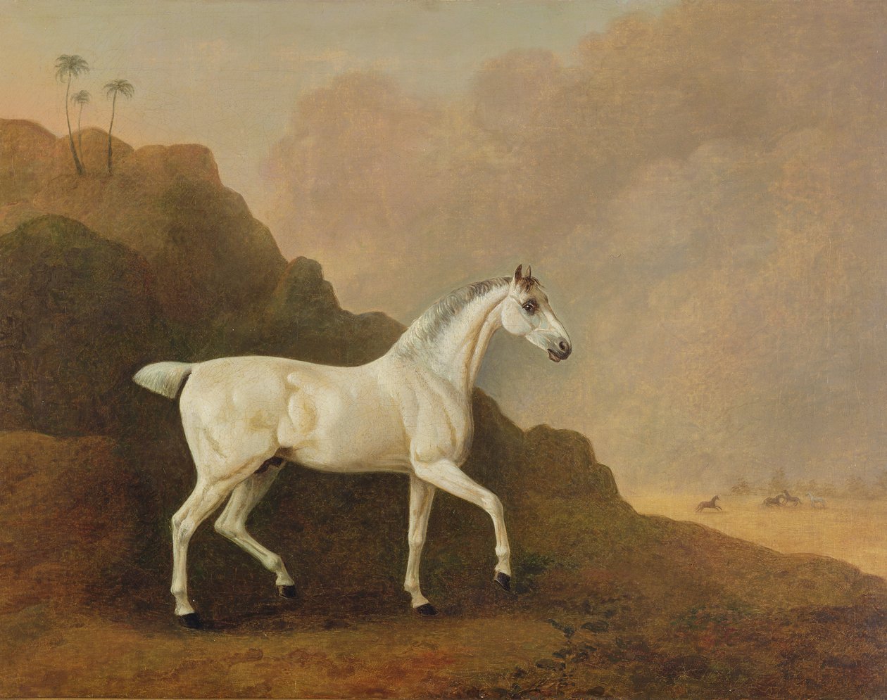 Un cavallo arabo grigio in un paesaggio desertico da John Boultbee