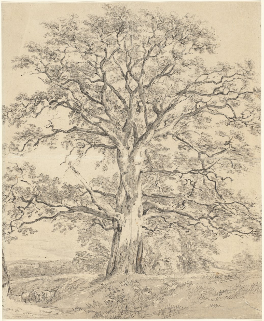 Una Grande Quercia da John Constable