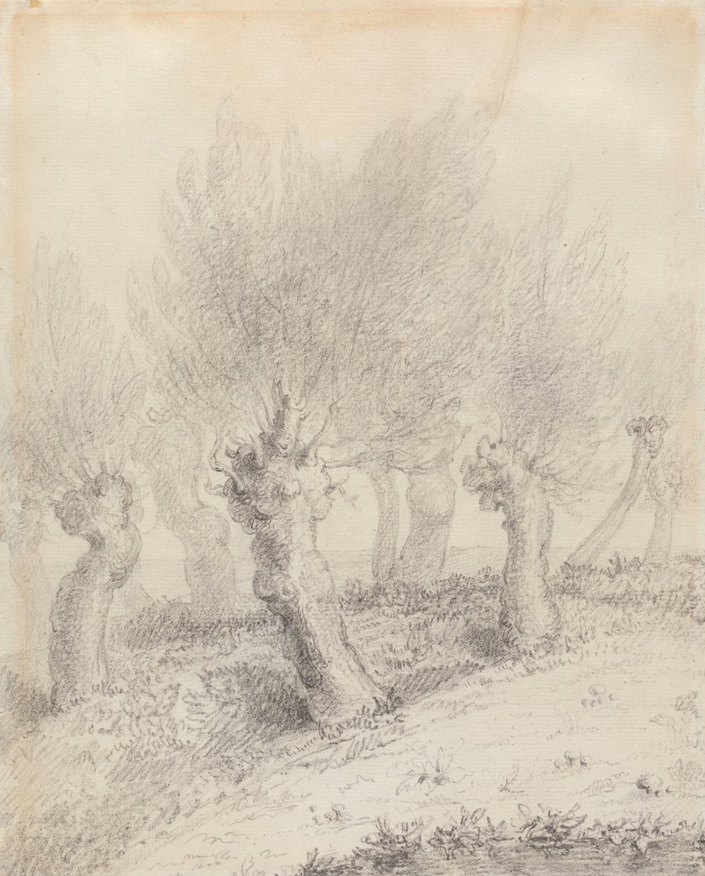 Salici potati a pollone da John Constable