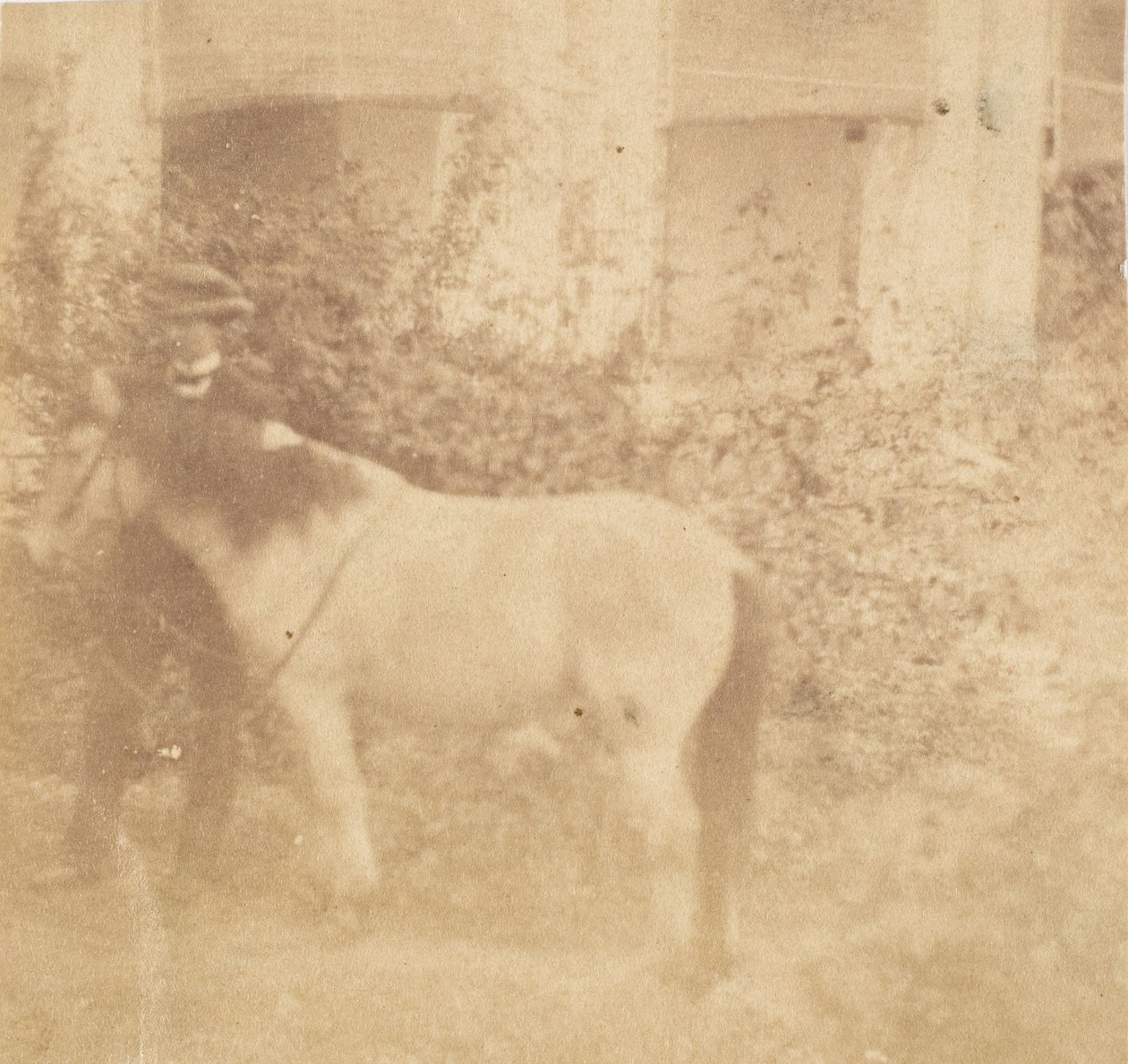 [Uomo e cavallo, Government House, Allahabad] da John Constantine Stanley
