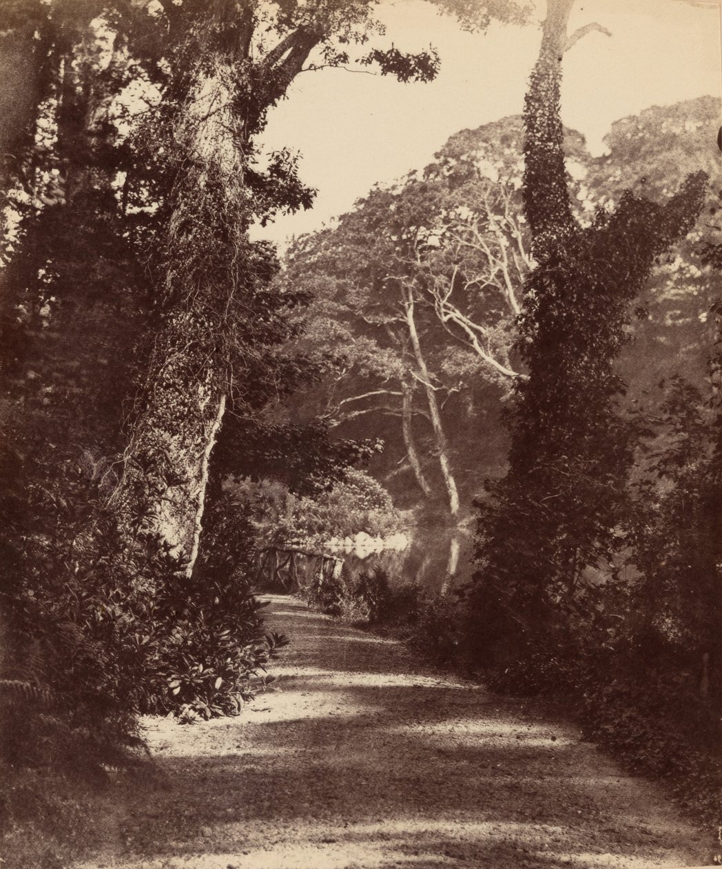 Il lago superiore, bosco della valle di Penllergare, c. 1852 (foto) da John Dillwyn Llewelyn