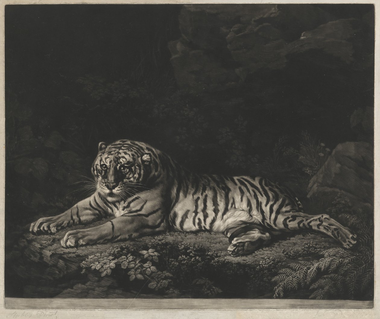 Una tigre da John Dixon after George Stubbs