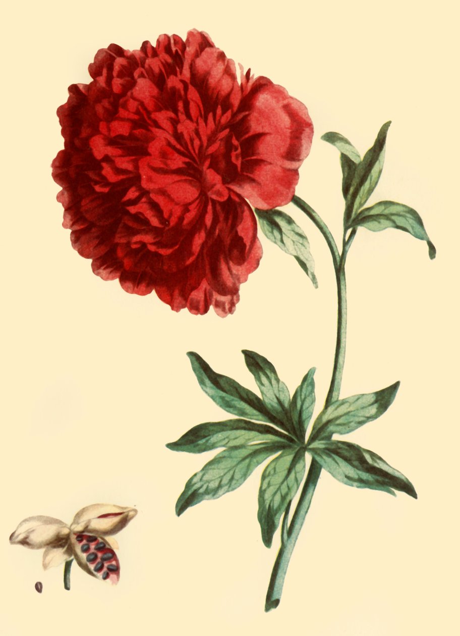 Peonia: Paeonia Faemina Flore Pleno Rubro Majore, 1769, 1946 da John Edwards