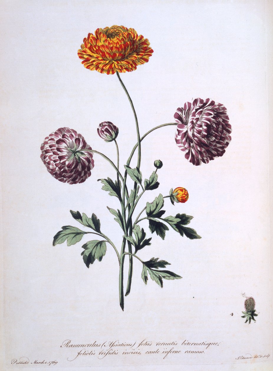 Ranuncolo, illustrazione da 