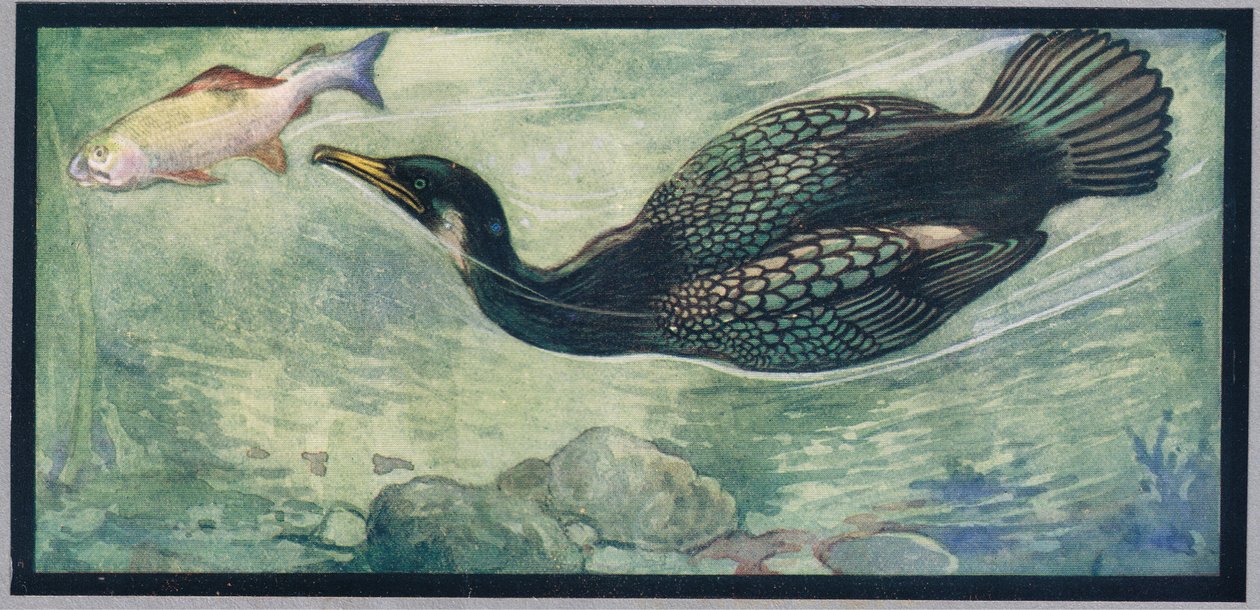 Un uccello che insegue un pesce, illustrazione da 