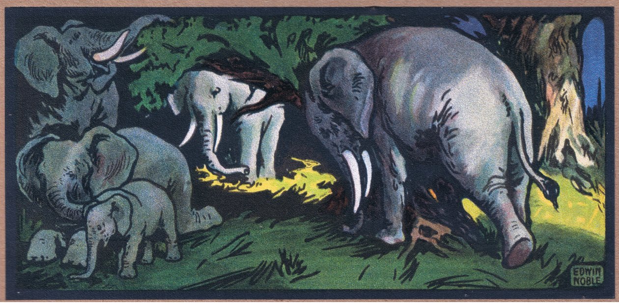 Elefante nella natura selvaggia da John Edwin Noble