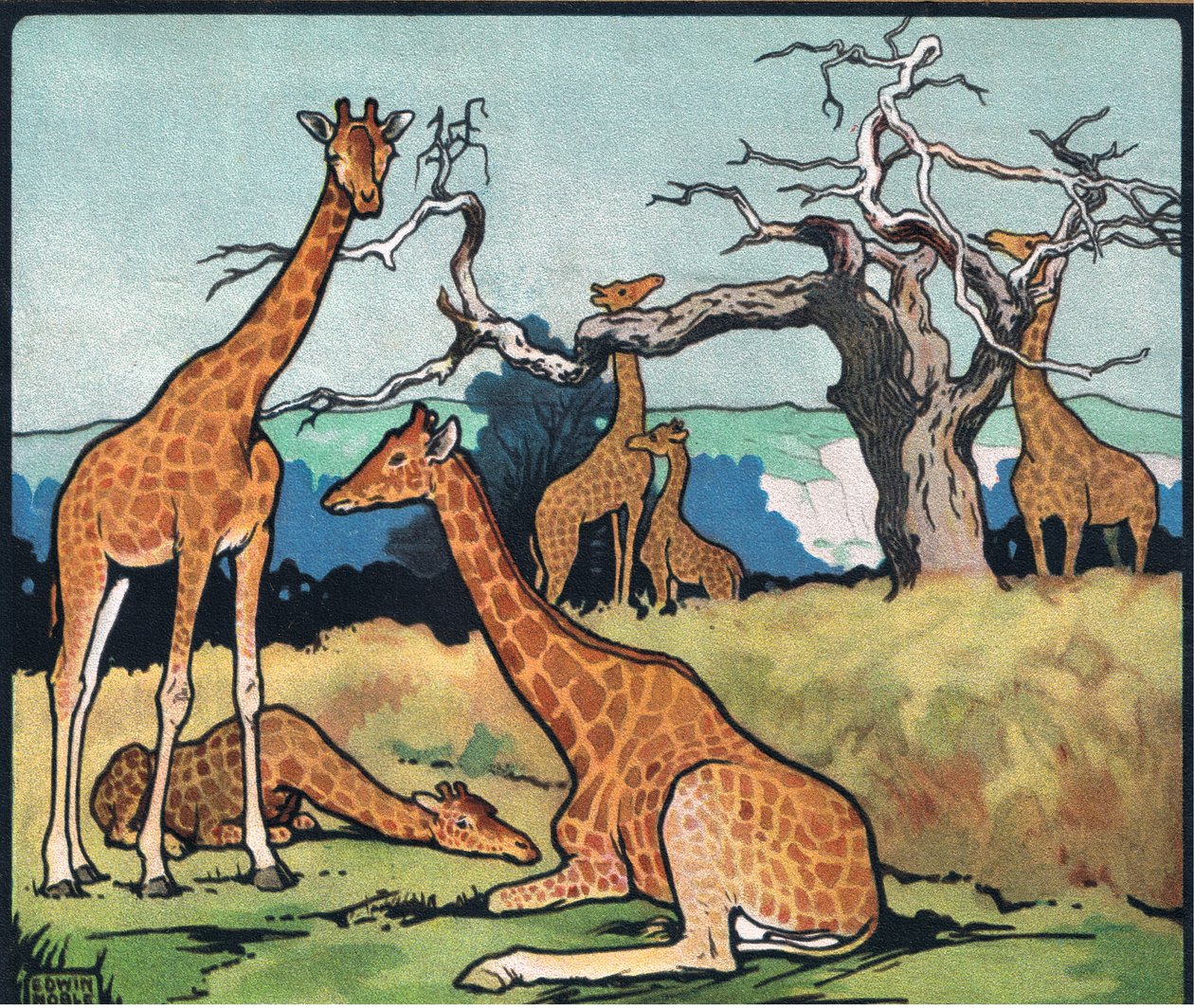 Giraffe, illustrazione da 