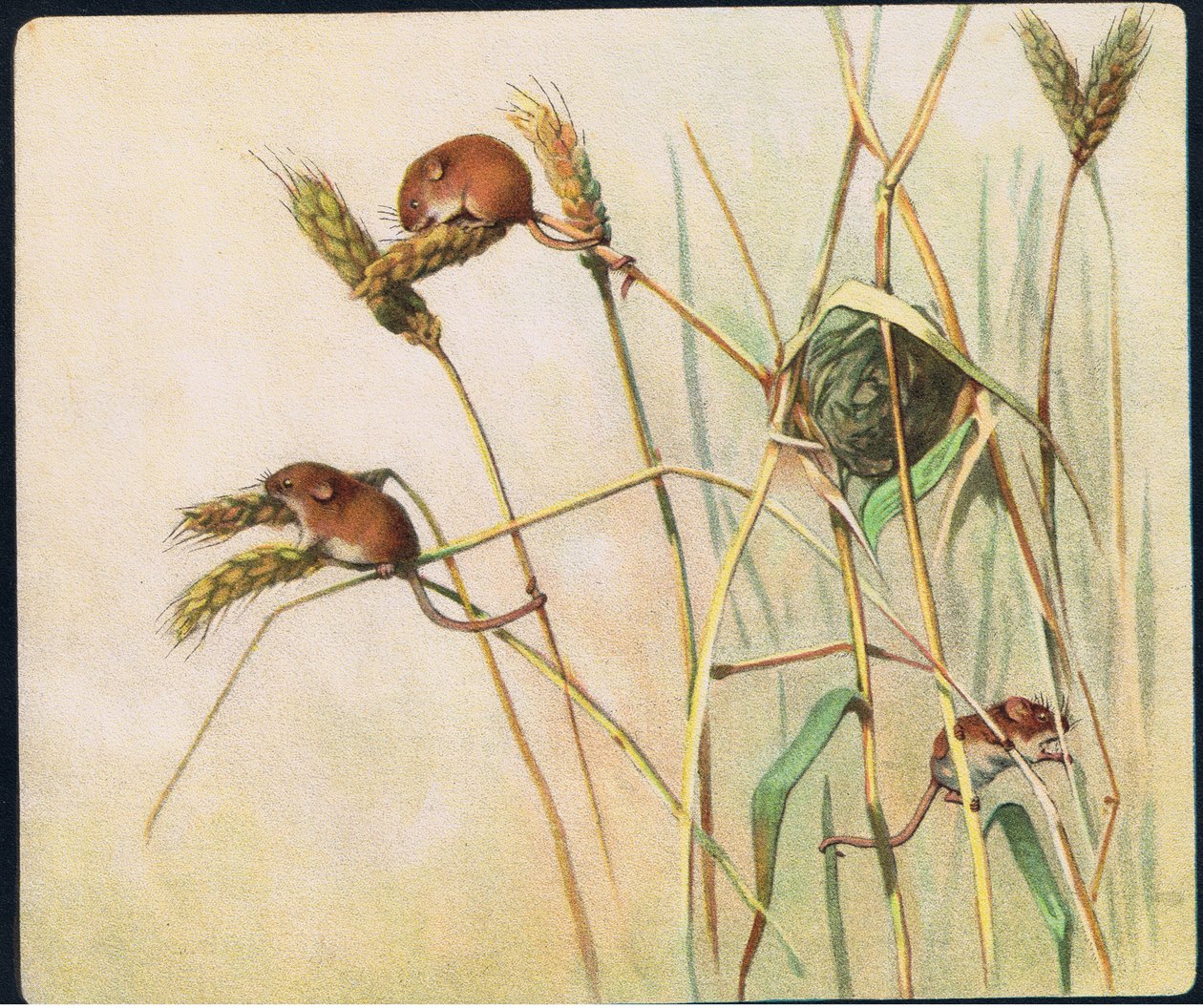Topi di campagna, illustrazione da 