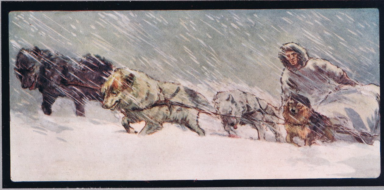 Huskies che trainano una slitta, illustrazione da 