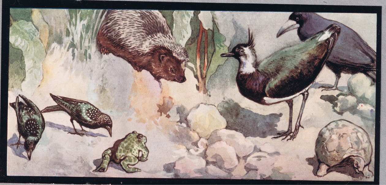 Fauna selvatica, illustrazione da 