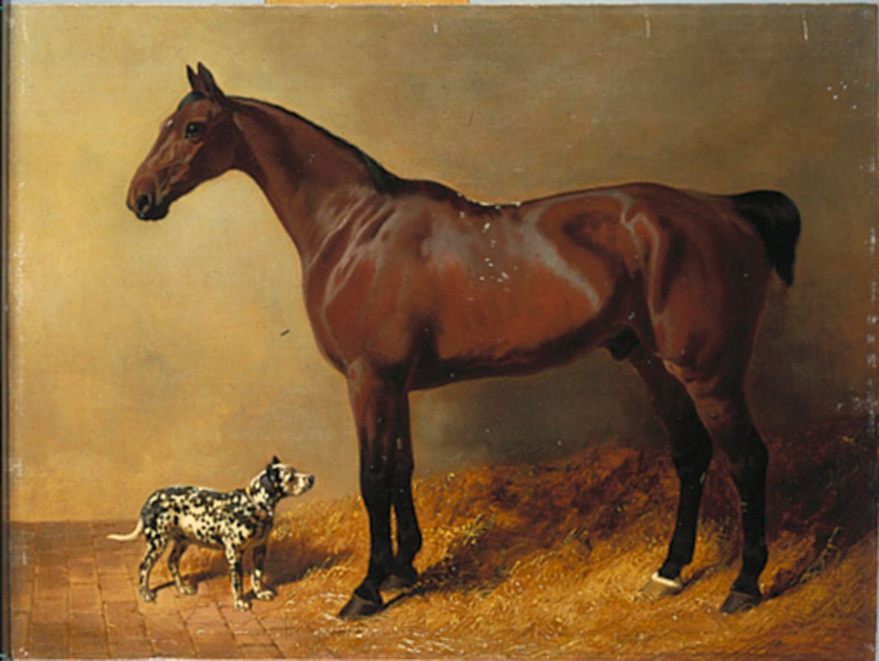 Un cavallo da caccia e un cane maculato in un interno di stalla, 1846 da John Frederick Herring Senior