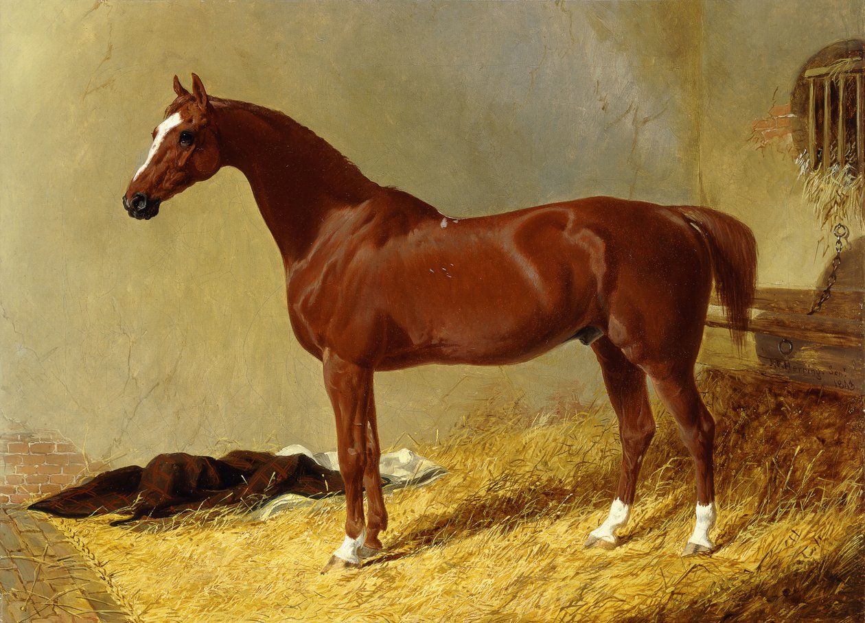 Un cavallo da corsa baio in una stalla, 1843 da John Frederick Herring Senior