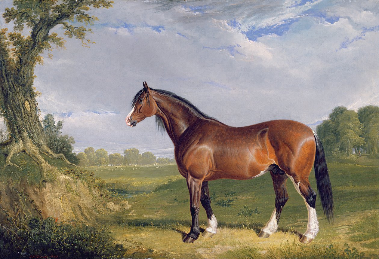 Uno stallone Clydesdale, 1820 da John Frederick Herring Senior