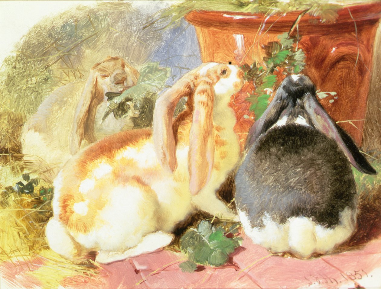 Studio di tre conigli dalle orecchie cadenti da John Frederick Herring Senior
