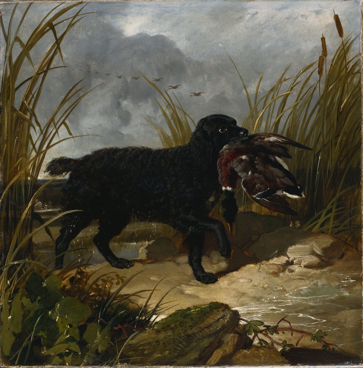 Un Irish Water Spaniel che recupera un