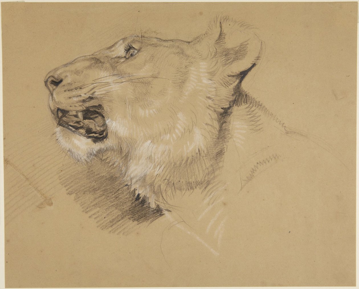 Testa di leonessa da John Frederick Lewis