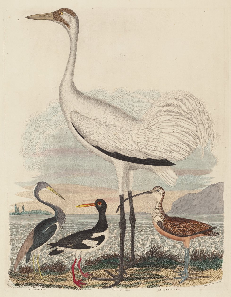 Airone della Louisiana, Beccaccia di mare, Gru urlante e Chiurlo beccolungo da John G. Warnicke after Alexander Wilson