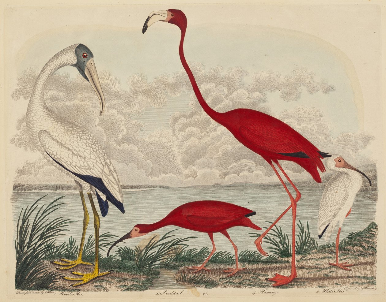 Ibis del Legno, Ibis Scarlatto, Fenicottero e Ibis Bianco da John G. Warnicke after Alexander Wilson