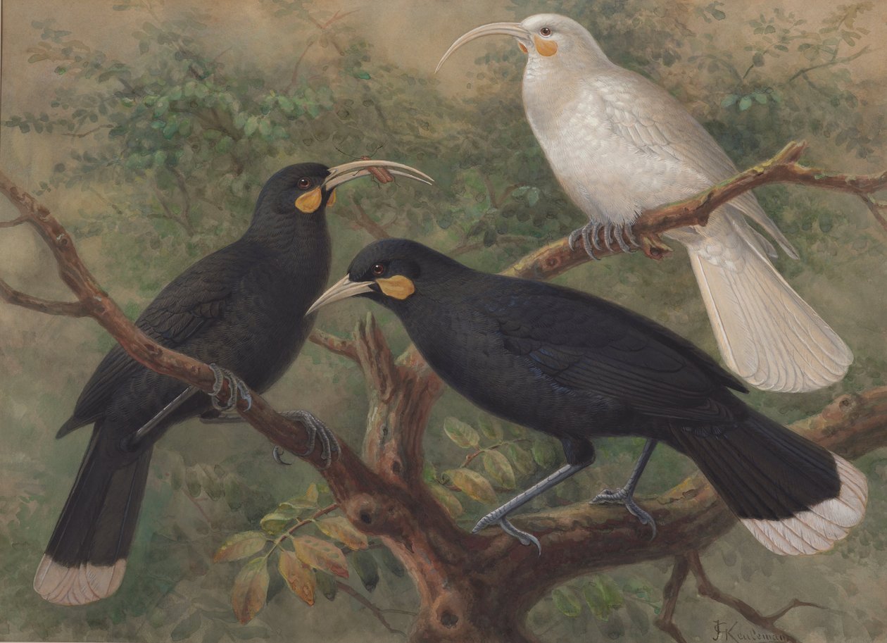 Tre Huia (Heteralocha acutirostris) da John Gerrard Keulemans