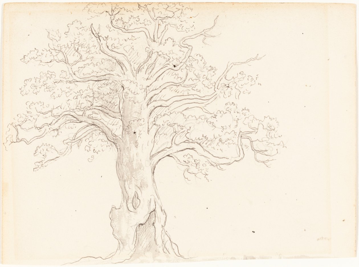 Una Quercia da John Glover