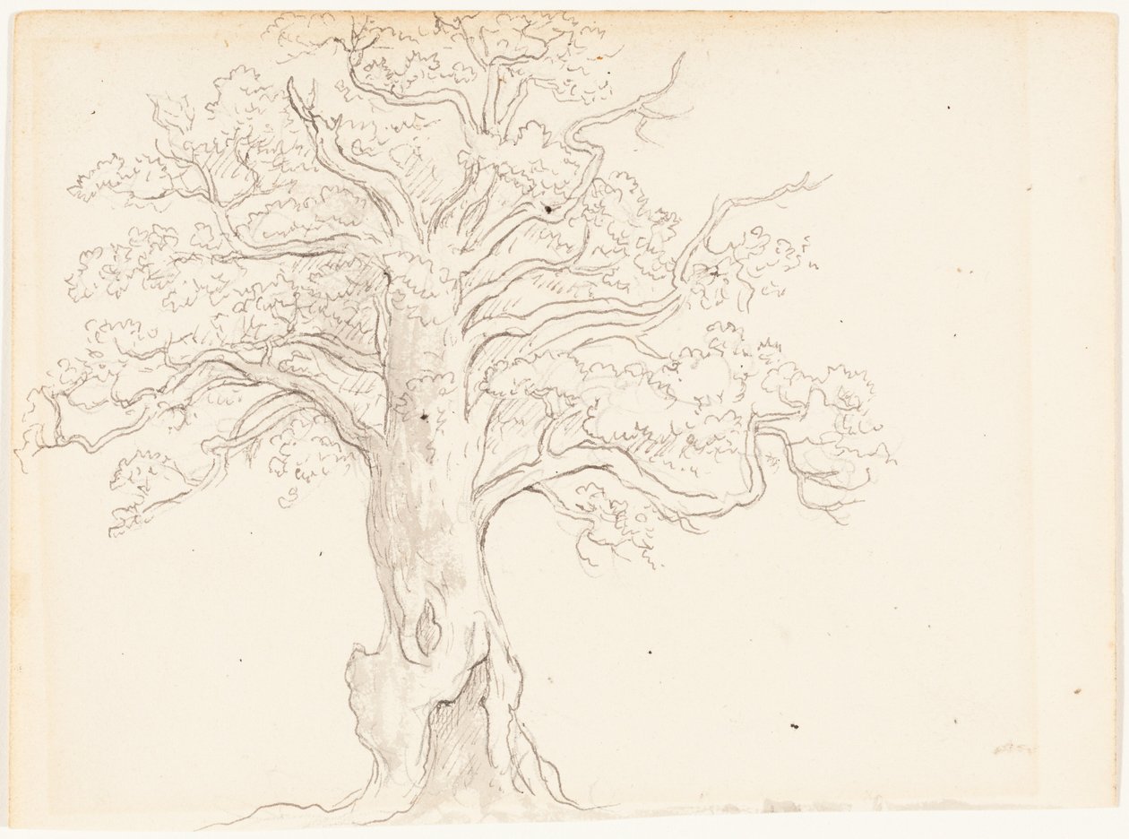Una quercia da John Glover