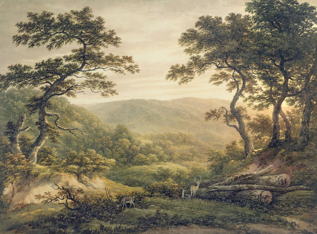 Foresta di Needlewood, Hampshire da John Glover