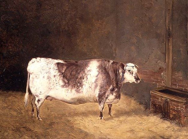 Mucca Shorthorn da John Goode