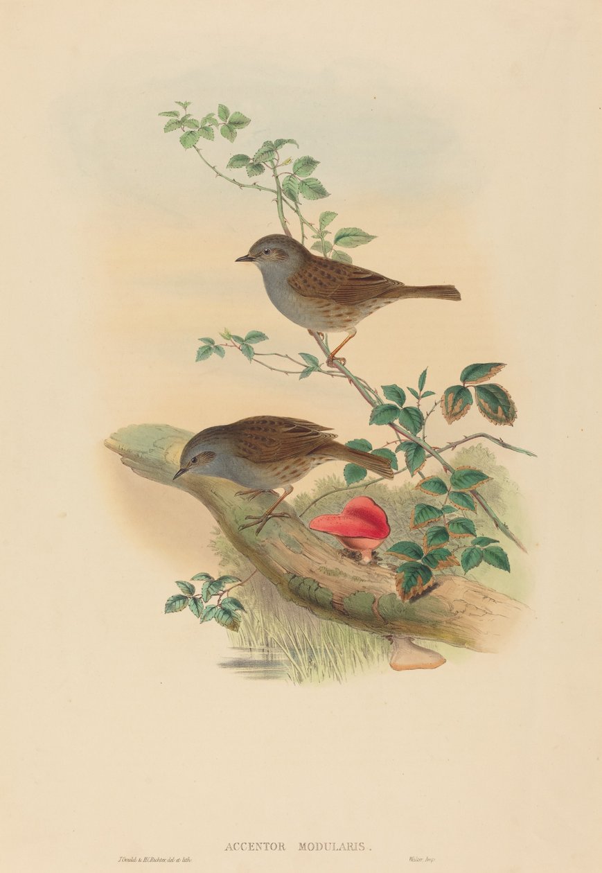 Accentor modularis Dunnock da John Gould and Henry Constantine Richter John Gould and Henry Constantine Richter