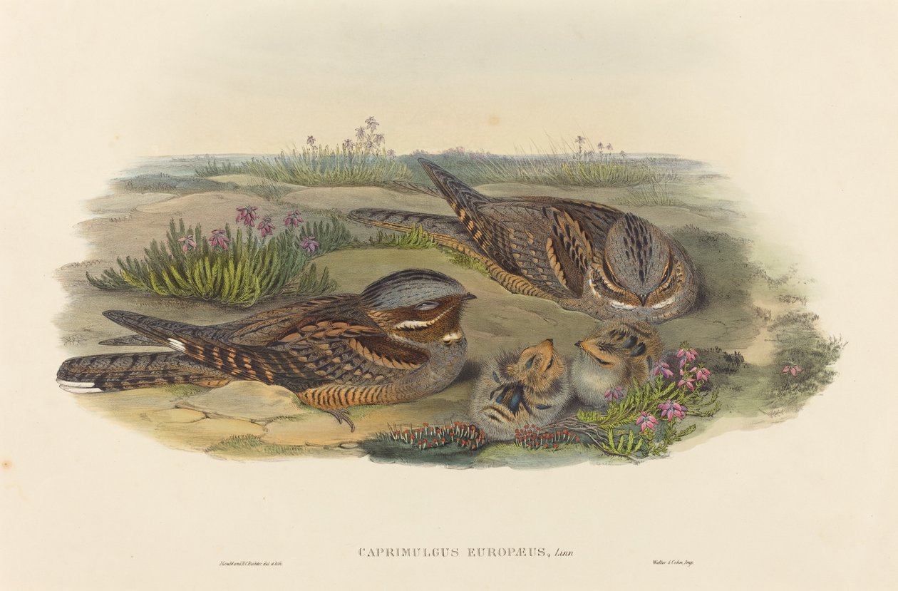 Caprimulgus europaeus Succiacapre da John Gould and Henry Constantine Richter John Gould and Henry Constantine Richter