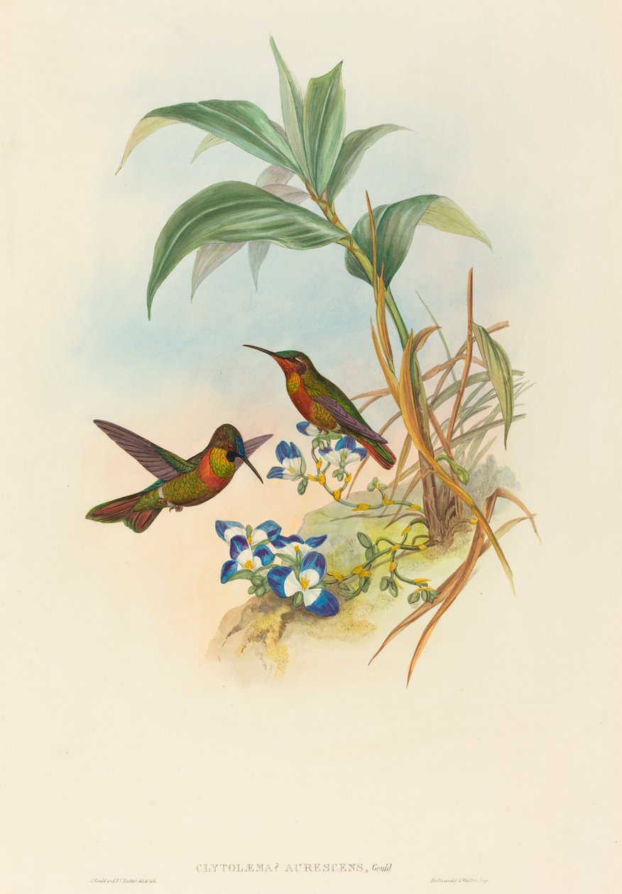 Clytolaema aurescens, Rubino Fasciato o Rubino di Gould da John Gould and Henry Constantine Richter John Gould and Henry Constantine Richter