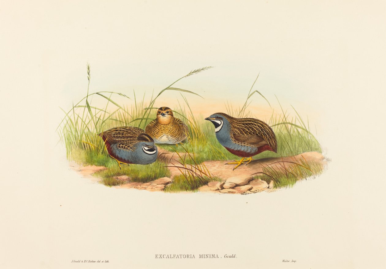 Excalftoria minima Quaglia dal petto blu. Creatori: John Gould, Henry Constantine Richter da John Gould and Henry Constantine Richter John Gould and Henry Constantine Richter