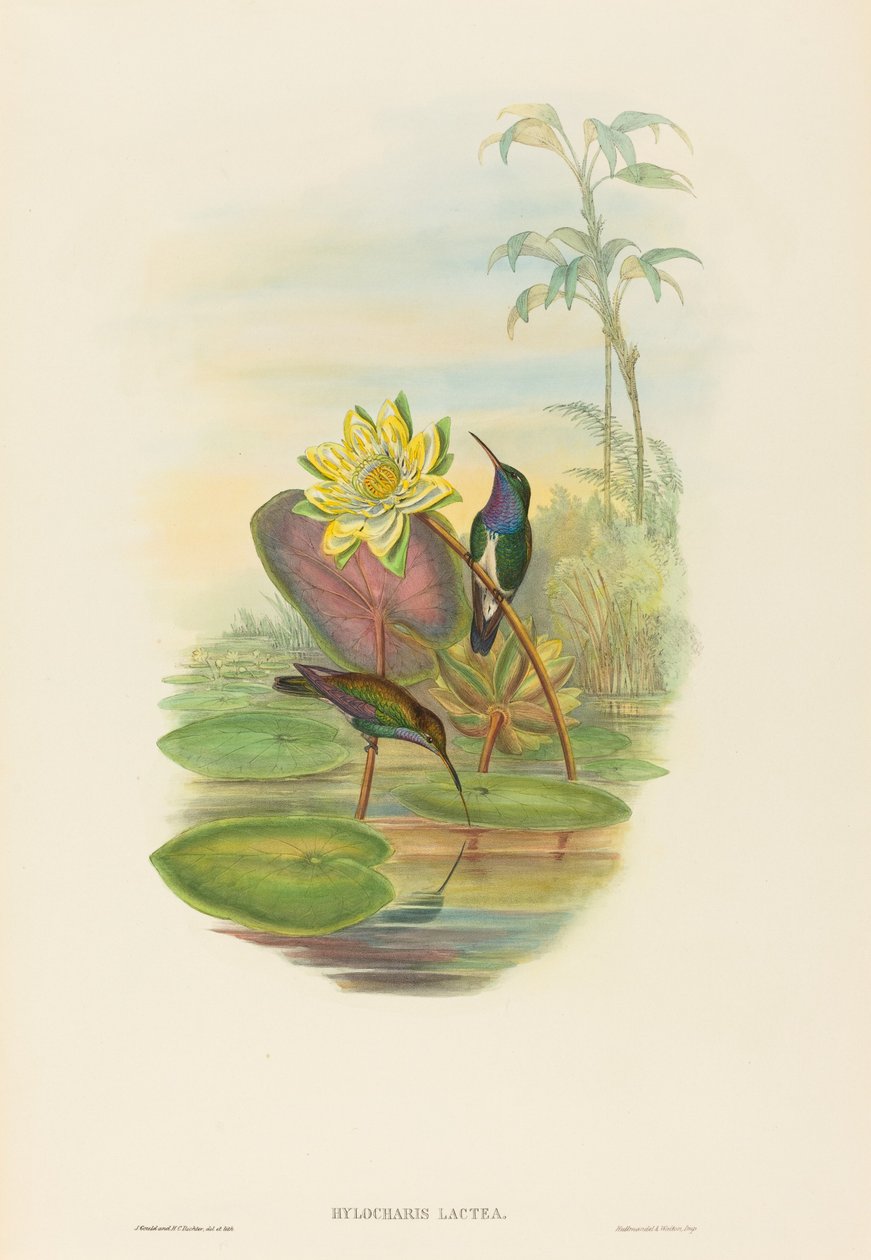 Hylocharis lactea Smeraldo dal petto zaffiro da John Gould and Henry Constantine Richter John Gould and Henry Constantine Richter