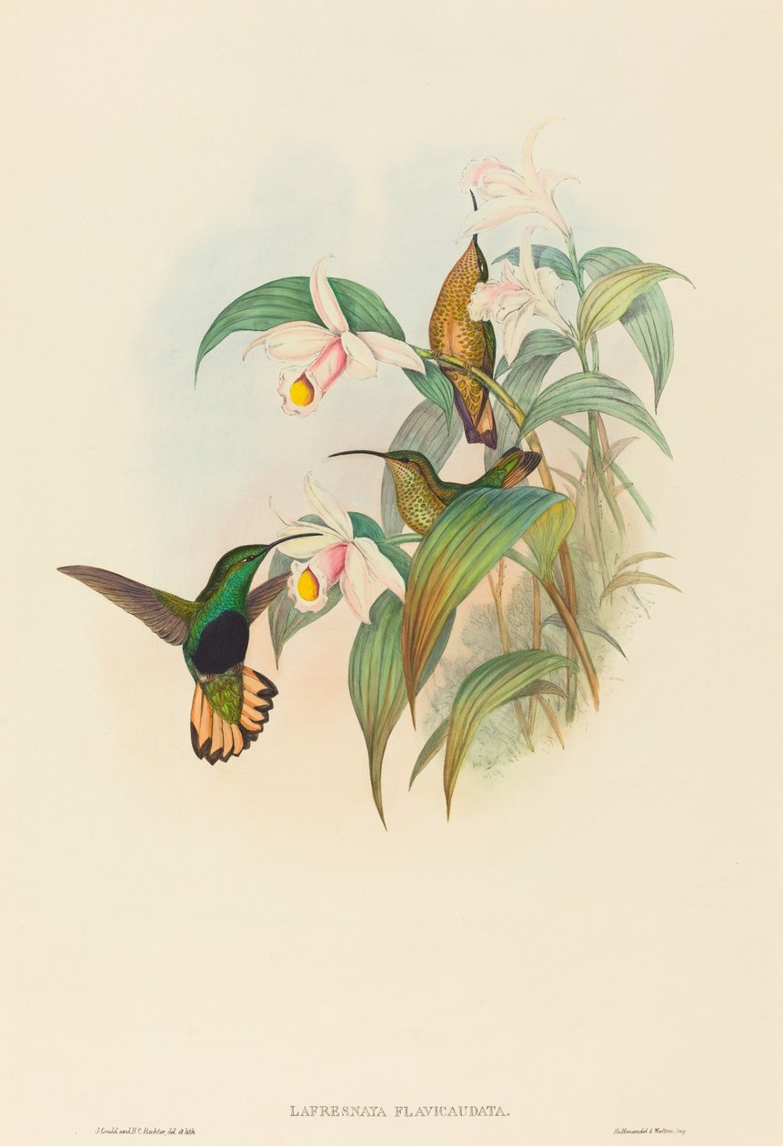 Lafresnaya flavicaudata Buff-tailed Velvet-breast da John Gould and Henry Constantine Richter John Gould and Henry Constantine Richter