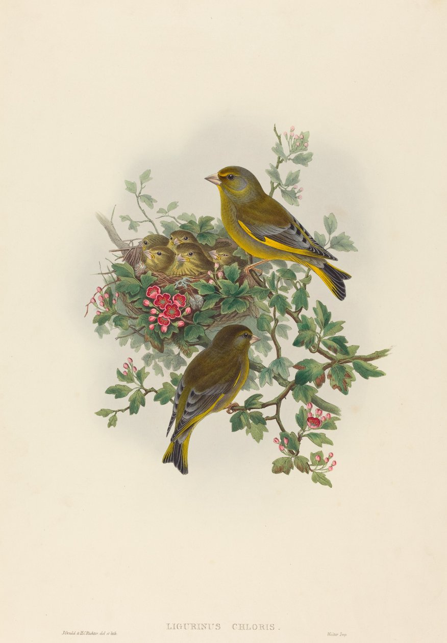 Ligurinus chloris Verdone da John Gould and Henry Constantine Richter John Gould and Henry Constantine Richter