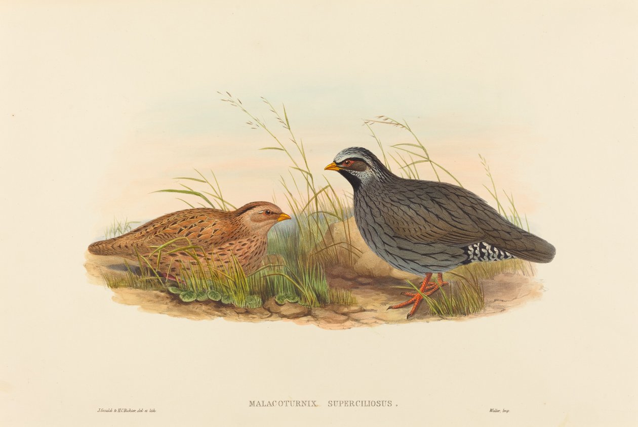 Malacoturnix superciliosus Quaglia di montagna da John Gould and Henry Constantine Richter John Gould and Henry Constantine Richter