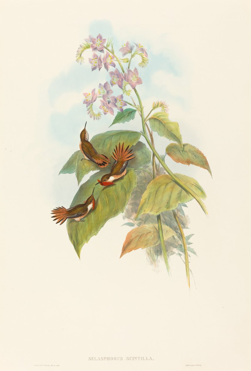 Selashorus scintilla Colibrì scintillante. Creatori: John Gould, Henry Constantine Richter da John Gould and Henry Constantine Richter John Gould and Henry Constantine Richter