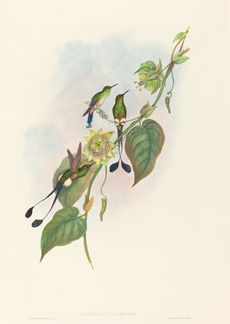 Spathura underwoodi Coda a racchetta piede bianco da John Gould and Henry Constantine Richter John Gould and Henry Constantine Richter