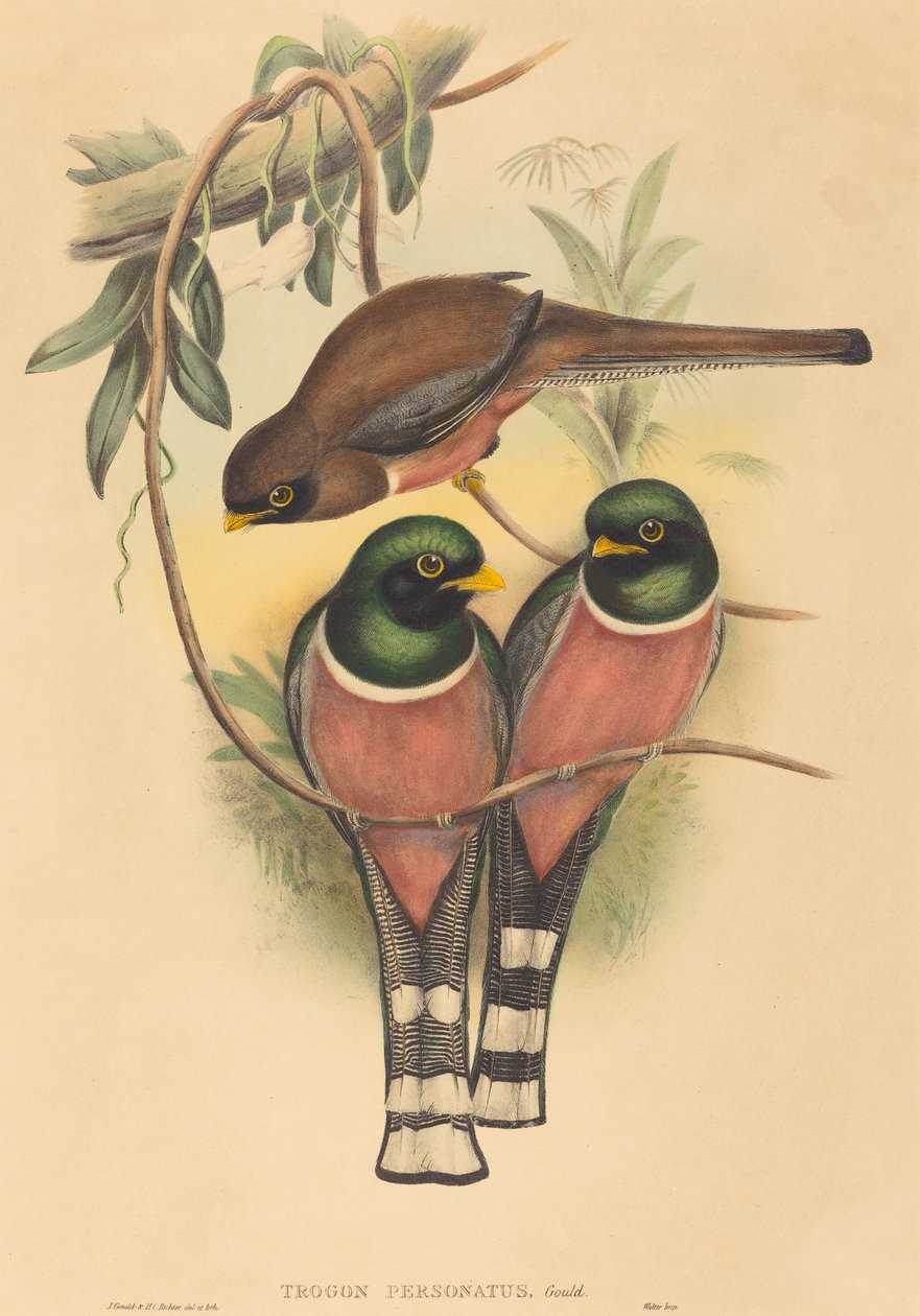 Trogan personatus da John Gould and Henry Constantine Richter John Gould and Henry Constantine Richter