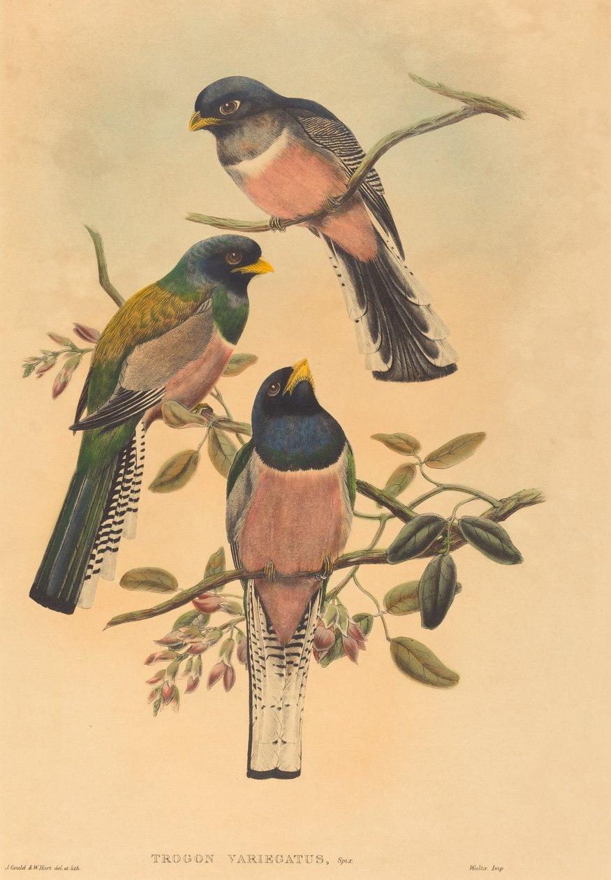 Trogan variegatus da John Gould, William Matthew Hart