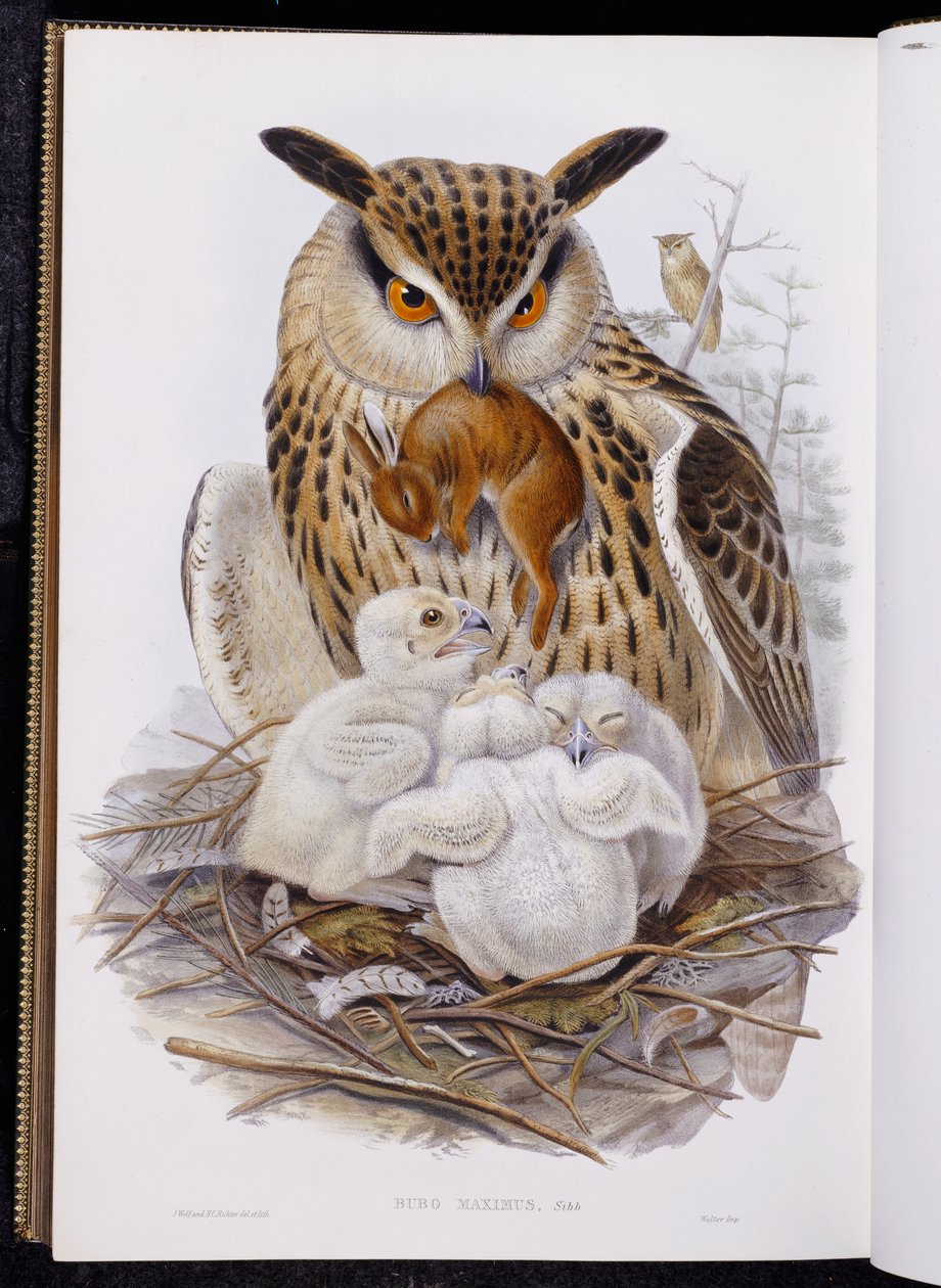 Un grande gufo e pulcini, da "Gli uccelli d