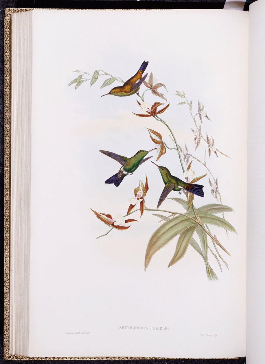 Una monografia dei Trochilidae, o Famiglia dei Colibrì, pubblicata 1849-61 da John Gould