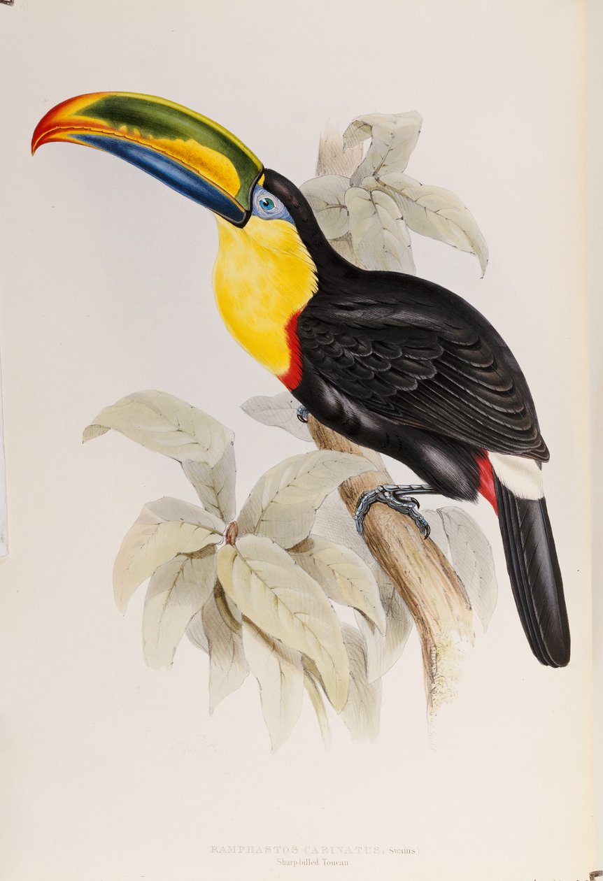 Una monografia dei Ramphastidae, o famiglia dei tucani, prima edizione, pubblicata nel 1834 da John Gould