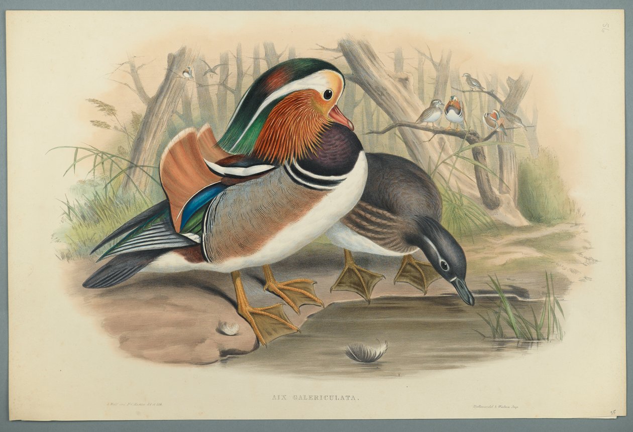 Anatra mandarina da John Gould