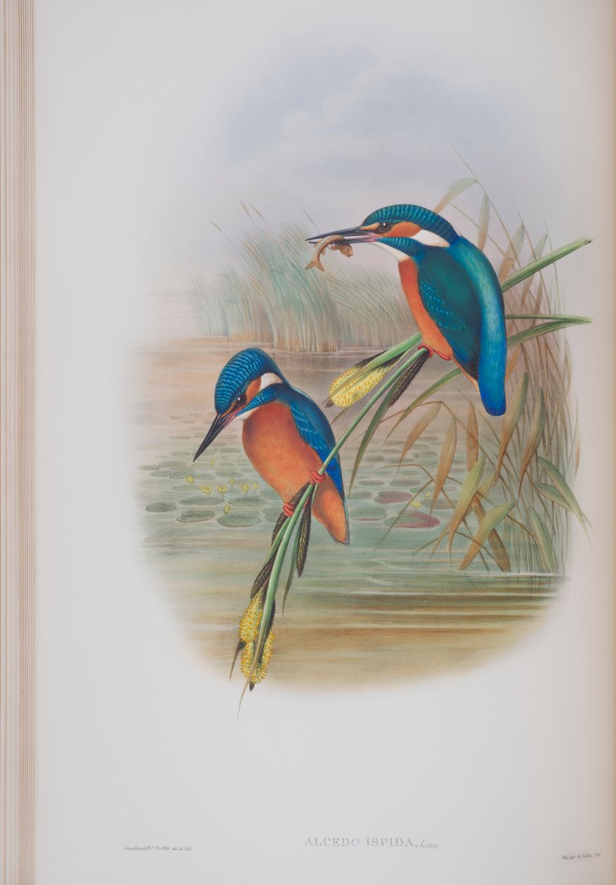 Alcedo Ispida, tavola da The Birds of Great Britain di John Gould, pubblicato 1862-73 da John Gould